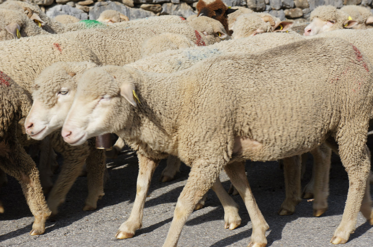 agriculture animaux